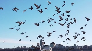 鸽子群飞在哈德逊河上面向纽约市视频素材模板下载