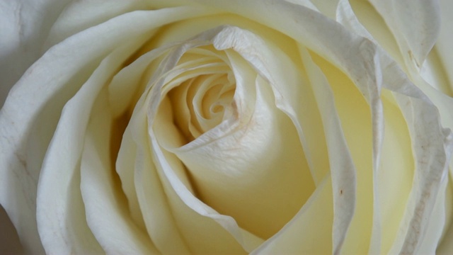 美丽盛开的白玫瑰特写锅