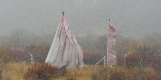 中国甘肃甘南州，冬季降雪期间，佛教经幡在风中摇曳。旗帜在严冬的暴风雪中疯狂地飘扬。