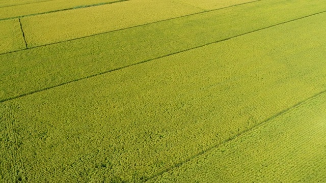 秋日里，无人机飞过稻田
