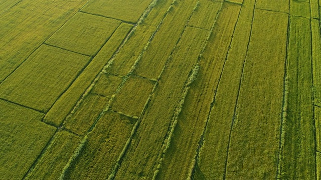 秋日里，无人机飞过稻田