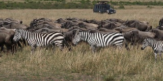 格兰特斑马，波切利波米马，蓝色角马，牛羚，一起走过萨凡纳，游客，马赛马拉公园在肯尼亚，慢镜头