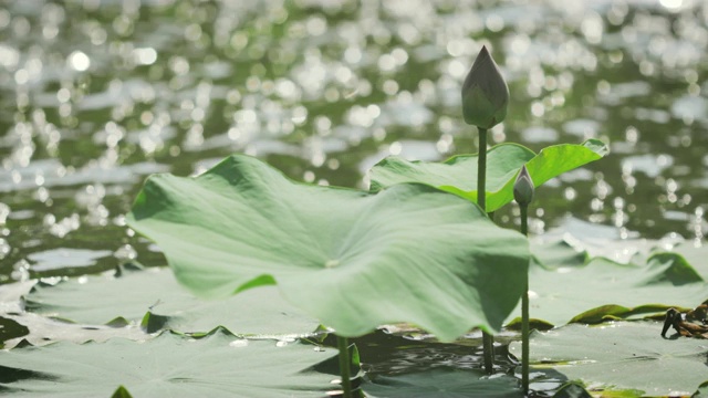 睡莲或荷花在阳光明媚的日子里在湖上开花和叶，以散景为背景