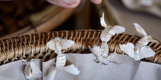 蚕繁殖繁殖。丝绸生产中重要的经济动物。