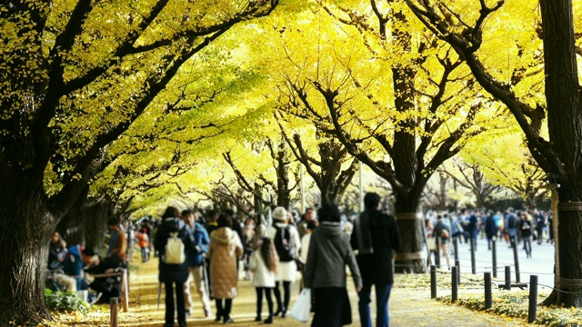4K:在日本东京神宫盖恩银杏大道散步的游客。散焦