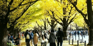 4K:在日本东京神宫盖恩银杏大道散步的游客。散焦