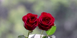 花园里两朵玫瑰迎风摇曳