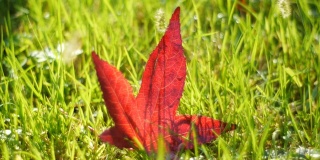 放大-公园里充满生气的红色秋叶