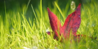 多莉拍摄-充满活力的红色秋叶在公园