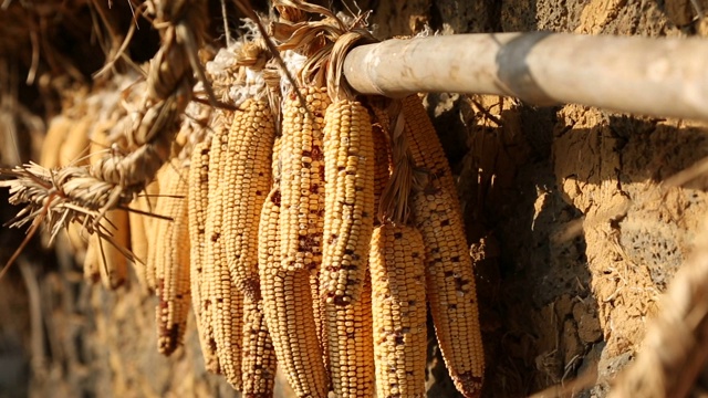 韩国农村传统家庭外挂玉米