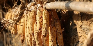 韩国农村传统家庭外挂玉米