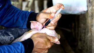 兽医在农场给小猪注射视频素材模板下载