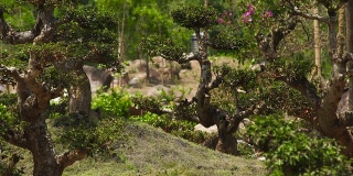 夏季传统园林中的盆景树。美丽的盆景花园与装饰树木在亚洲风格。景观设计和园艺概念