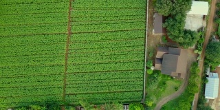 鸟瞰图绿色的玉米田在农村。村庄附近有耕地的乡村景色。自然景观和农业产业。从无人机拍摄的4K视频。