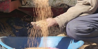 老方法收割小麦与农民双手收割小麦谷粒