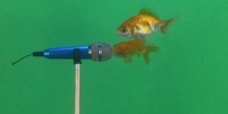 可爱的唱歌金鱼视频概念。