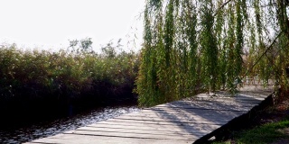 湖边柳树旁的木码头