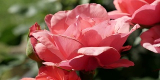 隐藏在植被阴影下的浅粉色玫瑰花园特写4K 2160 30fps超高清镜头-蔷薇科蔷薇品种花美丽的蓓蕾3840X2160超高清视频
