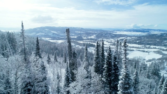 鸟瞰图，穿越积雪覆盖的森林在冬天的一天