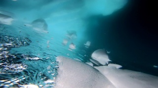 在南极洲潜水视频素材模板下载