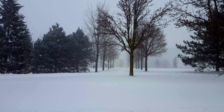 暴风雪与常青树暴风雪。下雪的自然场景与树木区域。北方天气下雪，风景秀丽。