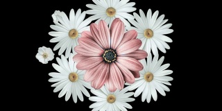 逼真的白色雏菊移动与一个大的粉红色的花在中心的动画。黑色背景。