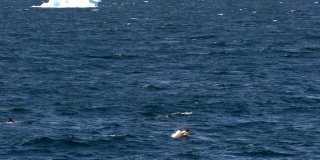 南极洲的虎鲸