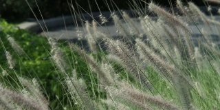 近距离的任务草与风在绿草模糊的背景。