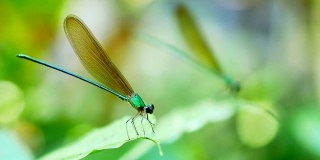 雨林中的蜻蜓。