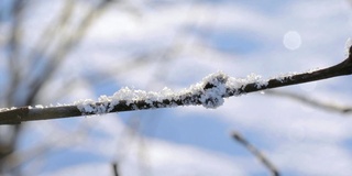 雪覆盖的分支