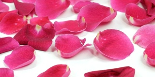 粉红色的玫瑰花瓣
