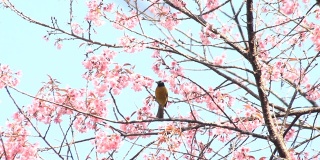 樱花和樱花上的白眼鸟