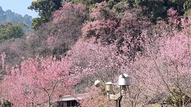 农学家利用平板电脑收集数据，用气象仪器测量风速，野生喜马拉雅樱花盛开