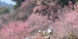 农学家利用平板电脑收集数据，用气象仪器测量风速，野生喜马拉雅樱花盛开