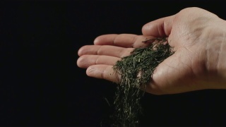 慢镜头:干绿茶叶子从人的手掌落下-正面视频素材模板下载