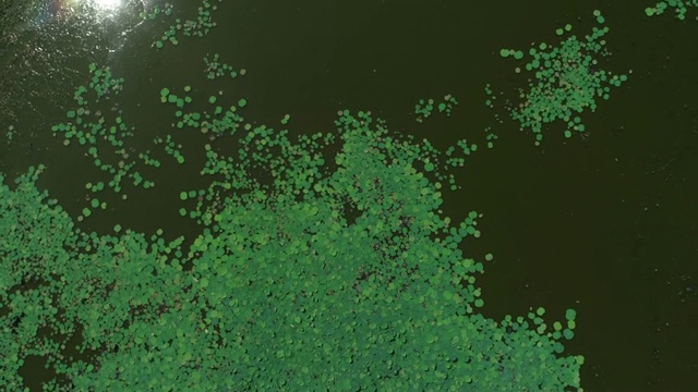 无人机拍摄的大荷塘。