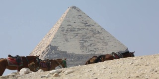 马匹经过埃及金字塔