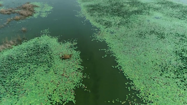 无人机拍摄的大荷塘。