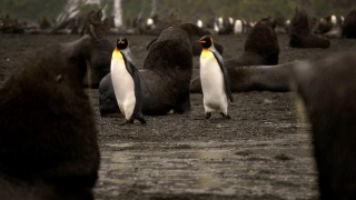 南极捕鲸湾的海豹视频素材模板下载