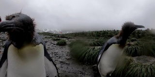 南乔治亚企鹅-王企鹅的殖民地