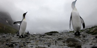 南乔治亚企鹅-王企鹅的殖民地