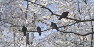 四只灰鸽子站在白雪覆盖的树枝上。鸟群特写。