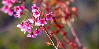 美丽的野生喜马拉雅樱花树(樱)或泰国樱花盛开在清迈，泰国