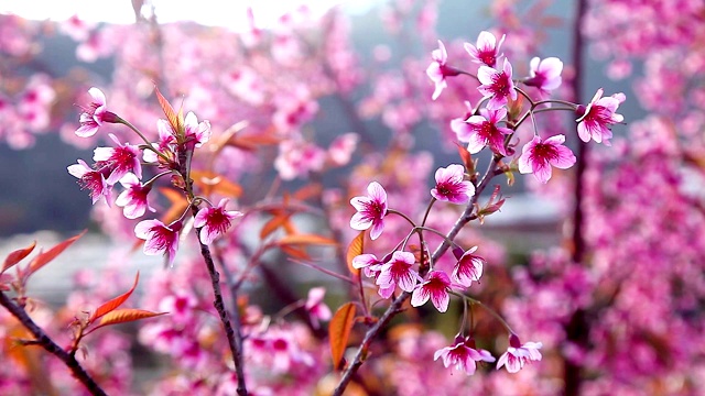 美丽的野生喜马拉雅樱花树(樱)或泰国樱花盛开在清迈，泰国