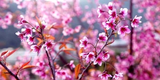 美丽的野生喜马拉雅樱花树(樱)或泰国樱花盛开在清迈，泰国