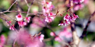 美丽的野生喜马拉雅樱花树(樱)或泰国樱花盛开在清迈，泰国