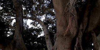 一棵老大树的根在城市-股票视频