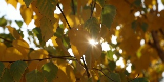 温暖的阳光照耀着黄色的树叶