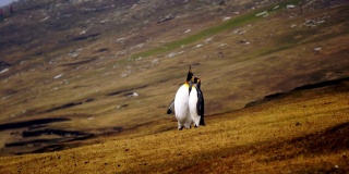 帝企鹅，南乔治亚，南极洲