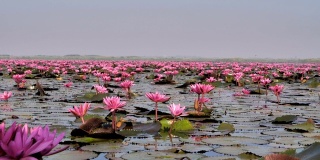 船观盛开的自然粉红睡莲在大池塘